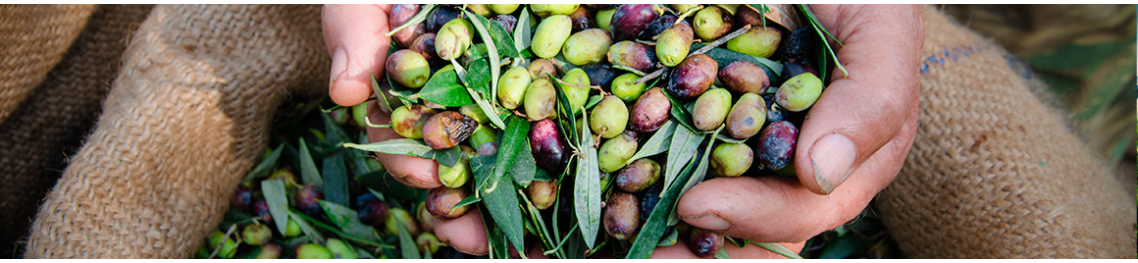 Vibradores y vareadores de oliva para la cosecha de la aceituna.